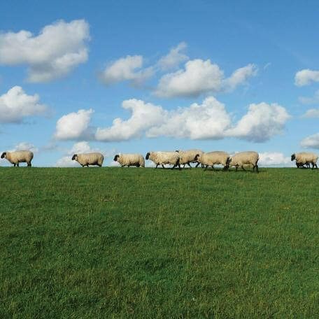 a bunch of sheep walking through a large field