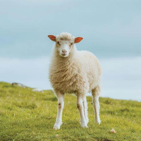 a sheep standing in a field looking at the camera