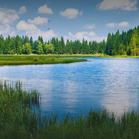 lake and trees and clear skies