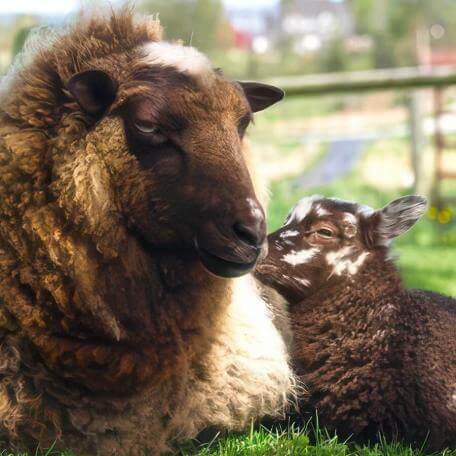 animals in the grass