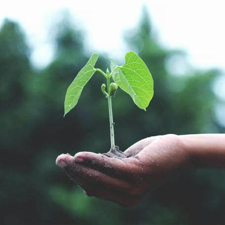 a hand holding a young sprouted plant