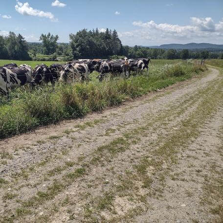 a herd of cows next to a dirt road