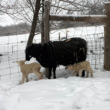 3 sheep in the snow next to a fence