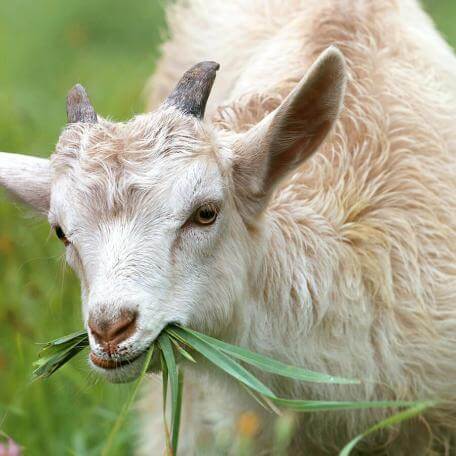 a goat eating greens