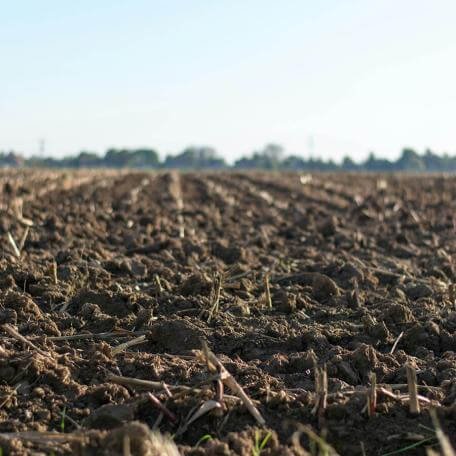 soil