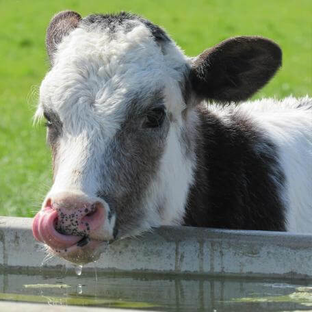 a cow drinking water