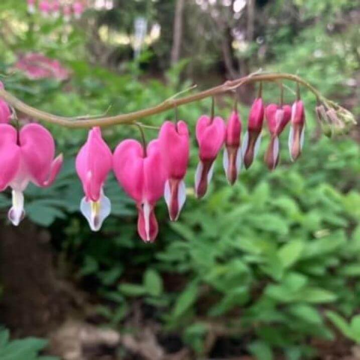 Pink bleeding heart flowers in front on a vine in front of other greenery