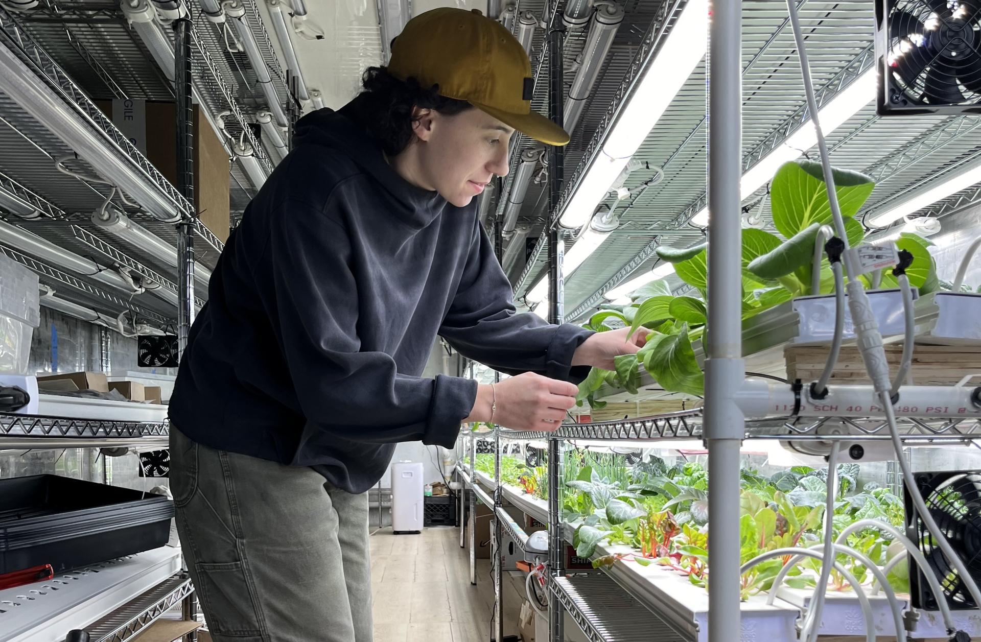 Jillian looking at the roots of one of the plants that will be distributed to one of sixty families in the community.