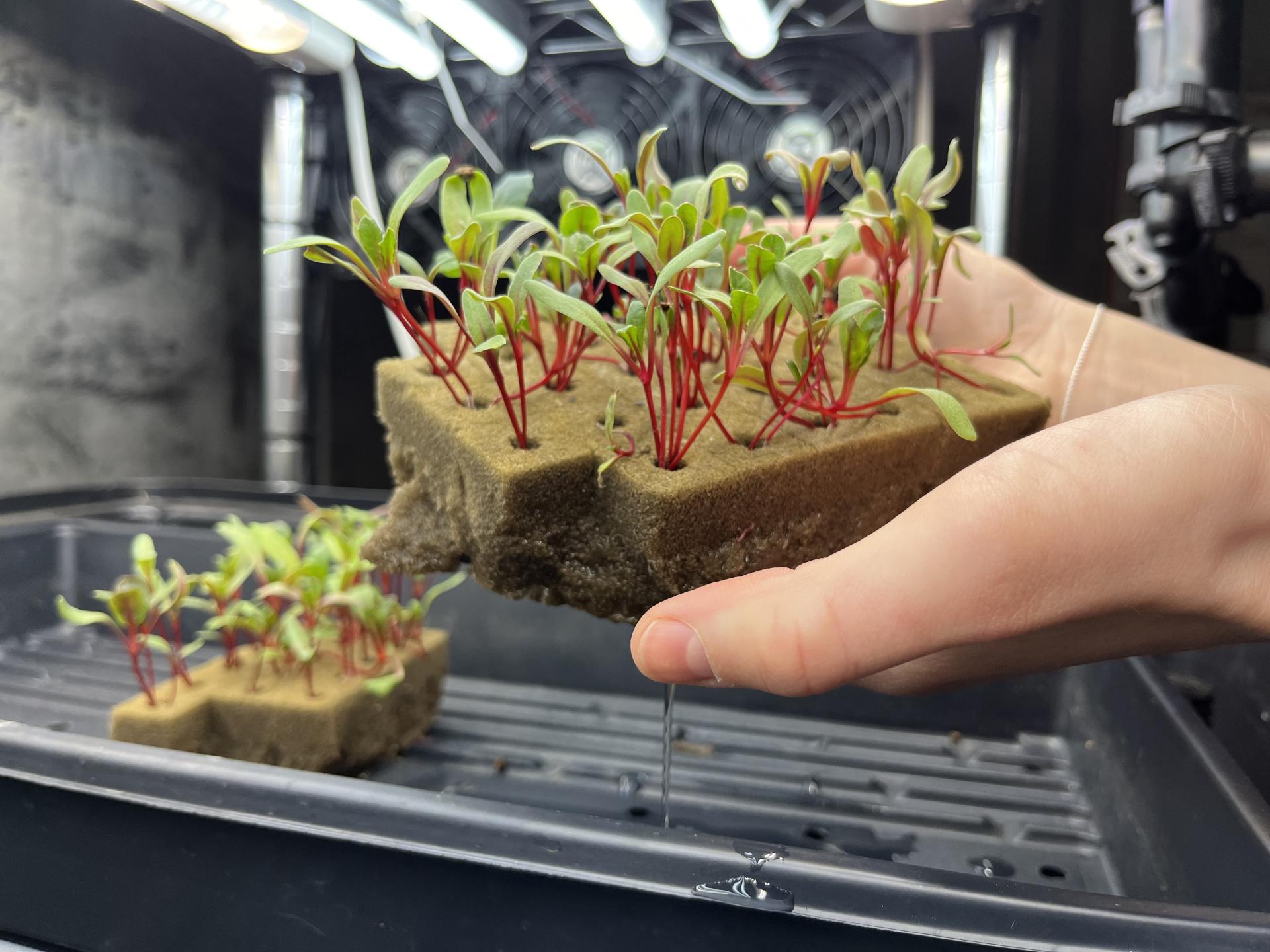Jillian holds up some of the newest seedlings.