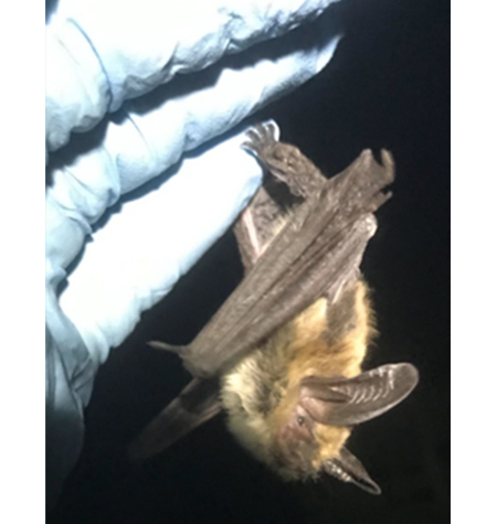 A small bat hanging onto the gloved hand of Dr. Lauterbur.