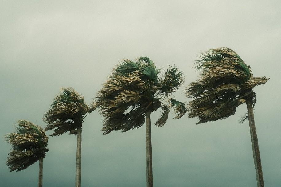 A photograph of palm trees blowing in the wind
