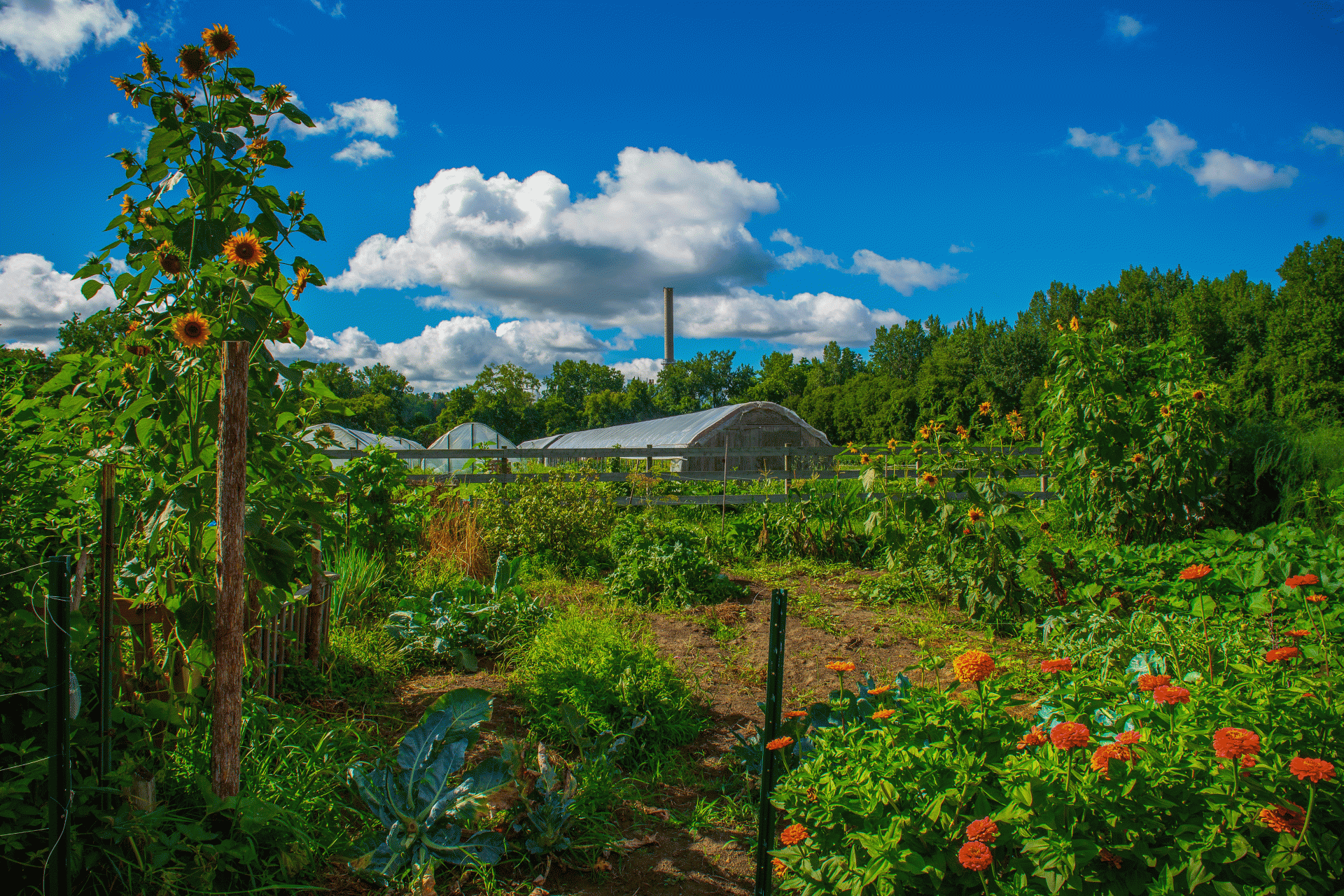 the Intervale in Burlington in full bloom