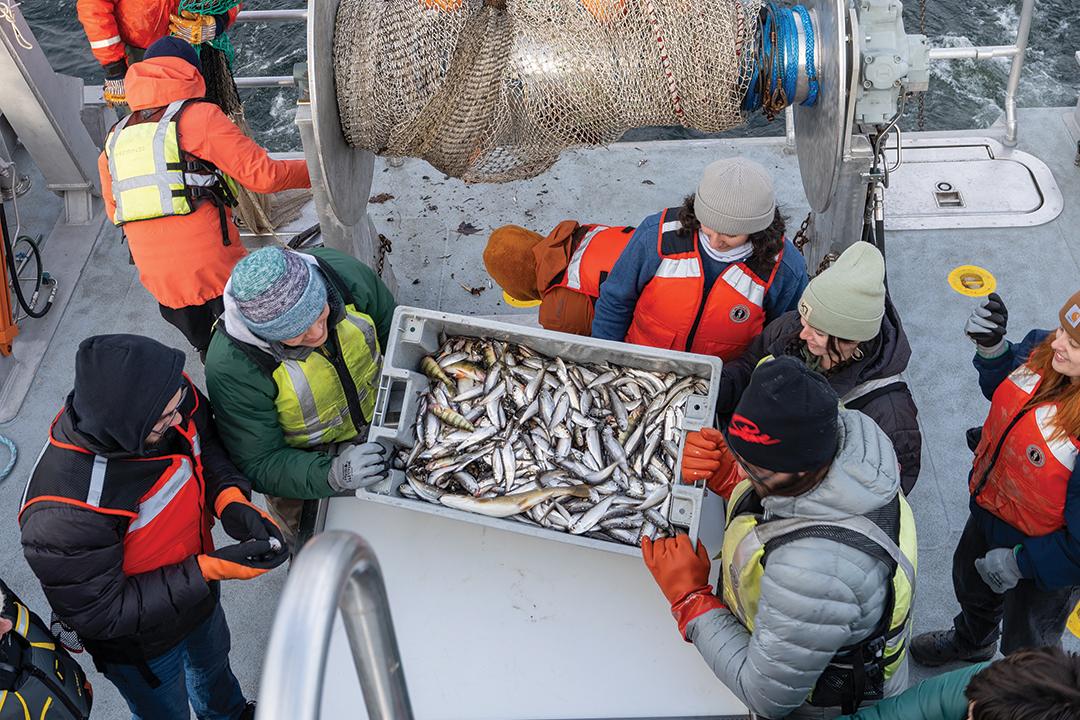 a group of people dump a box of freshly captured fish for study