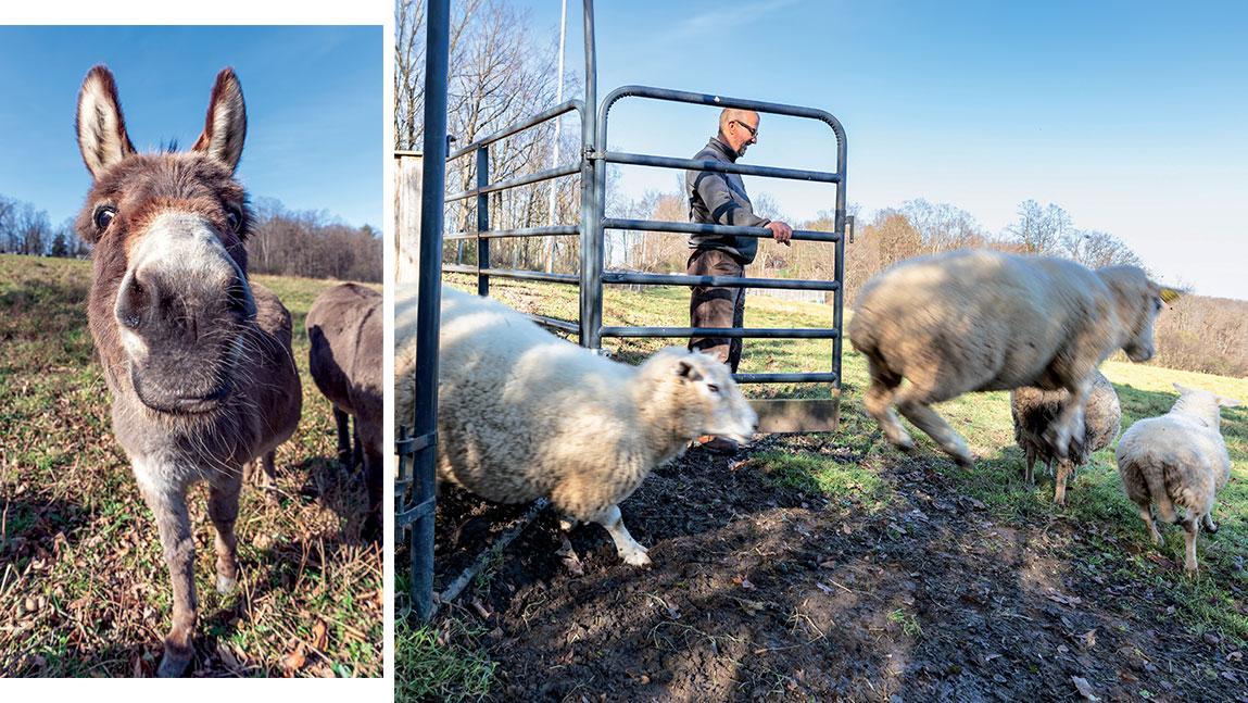 image composite with a close up of a donkey on the left and a photo of mark usher letting sheep out of gate on the right