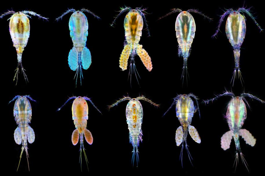 copepods