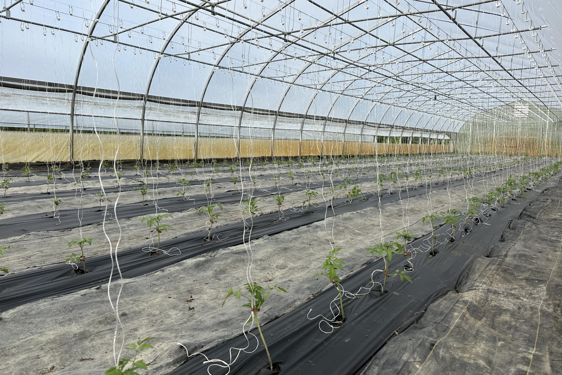 tomato plants growing in a high tunnel