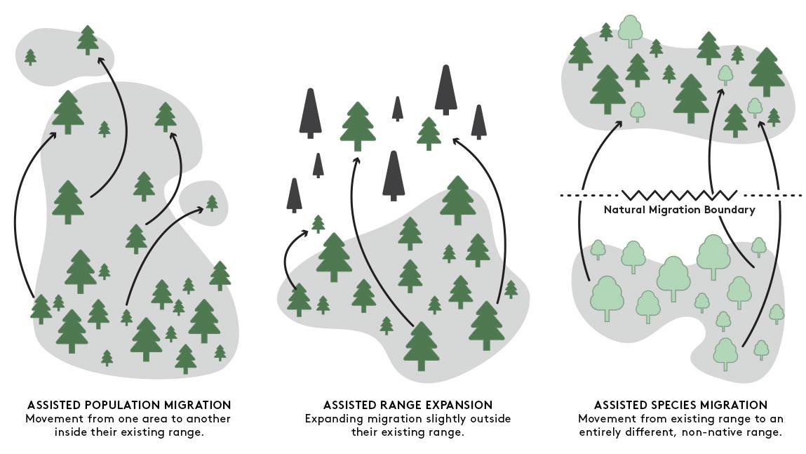 Image with different styles of tree migration such as assisted population migration, assisted range expansion and assisted species migration