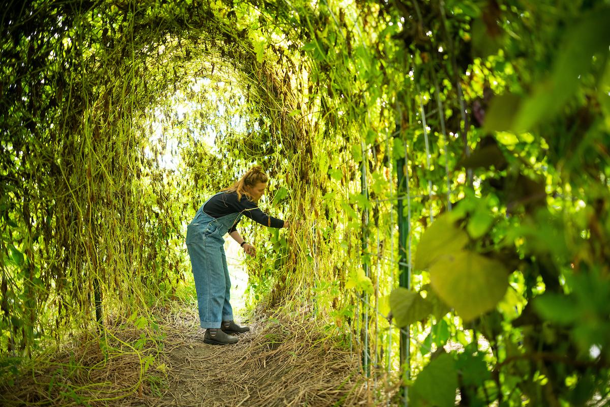 Person harvesting beans