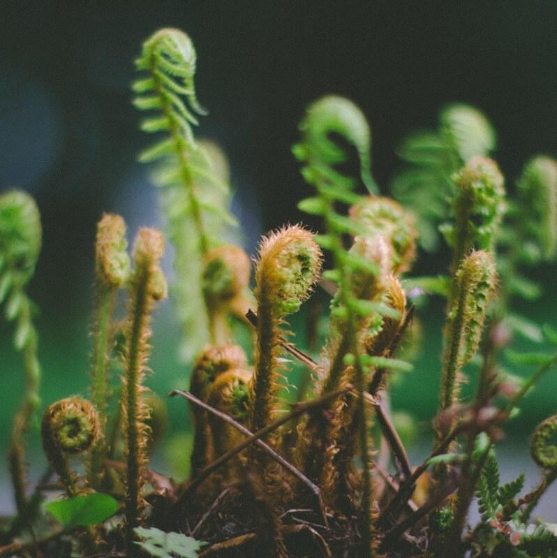 Young ferns growing out of the ground.