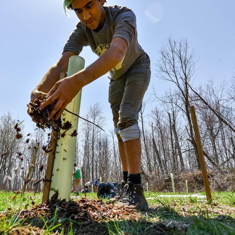 A student planting a tree