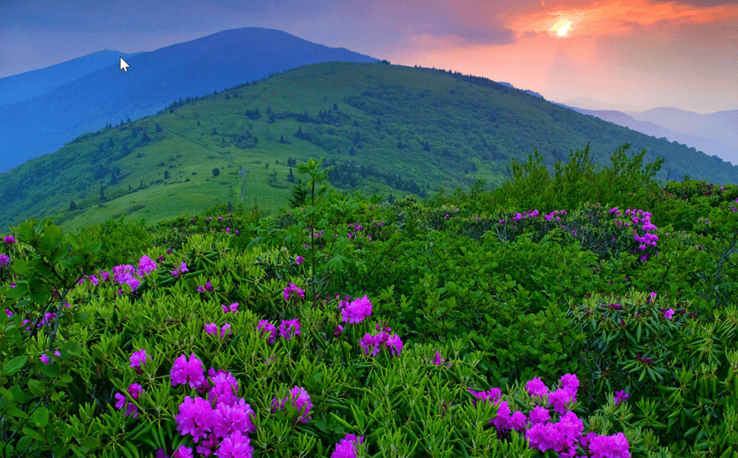 sunset over a mountain covered in purple clover