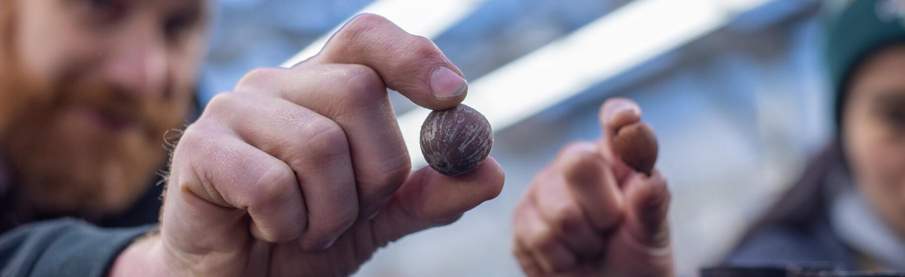 Two people holding red oak seeds up for the camera - the seeds are in focus, the people are blurred behind them
