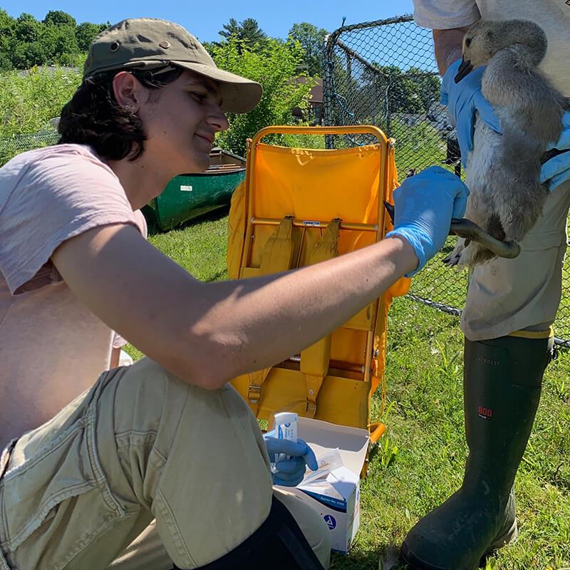 A student working with animal