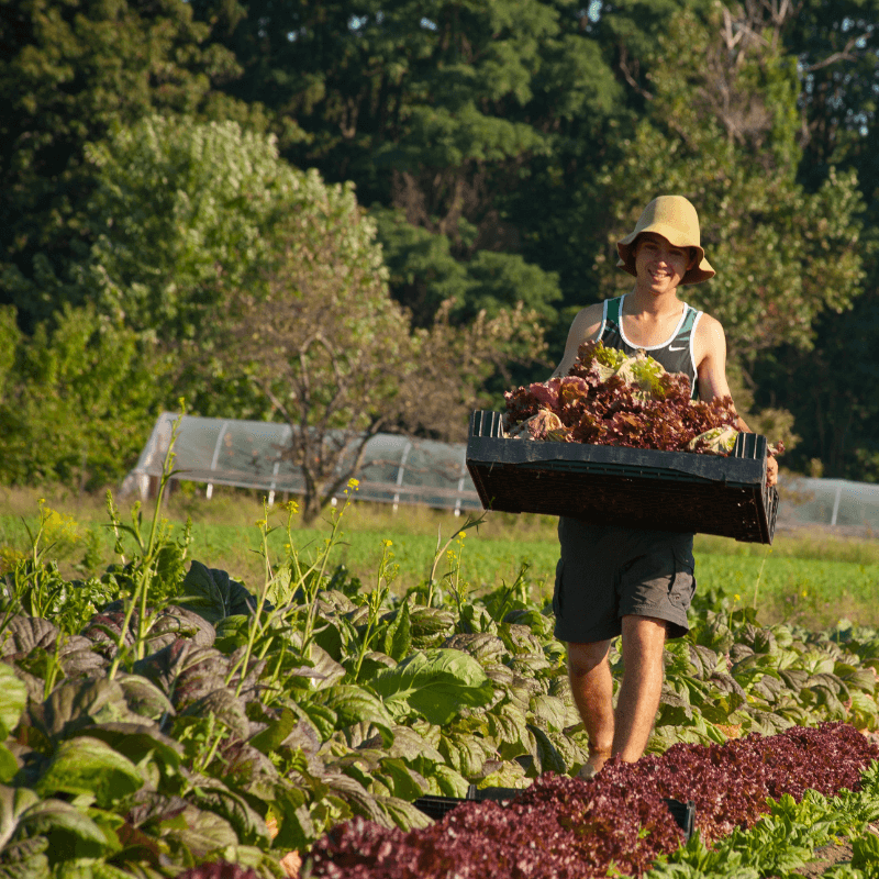 Student carrying tray of harvested vegetables