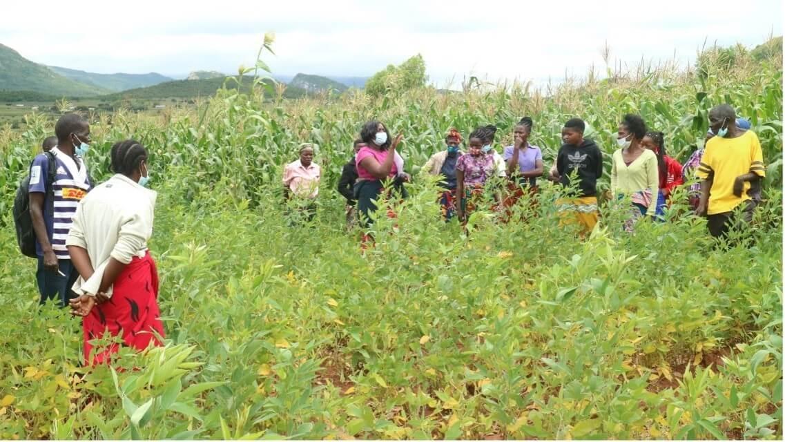Group of people in Malawi in farm field learning about agroecology
