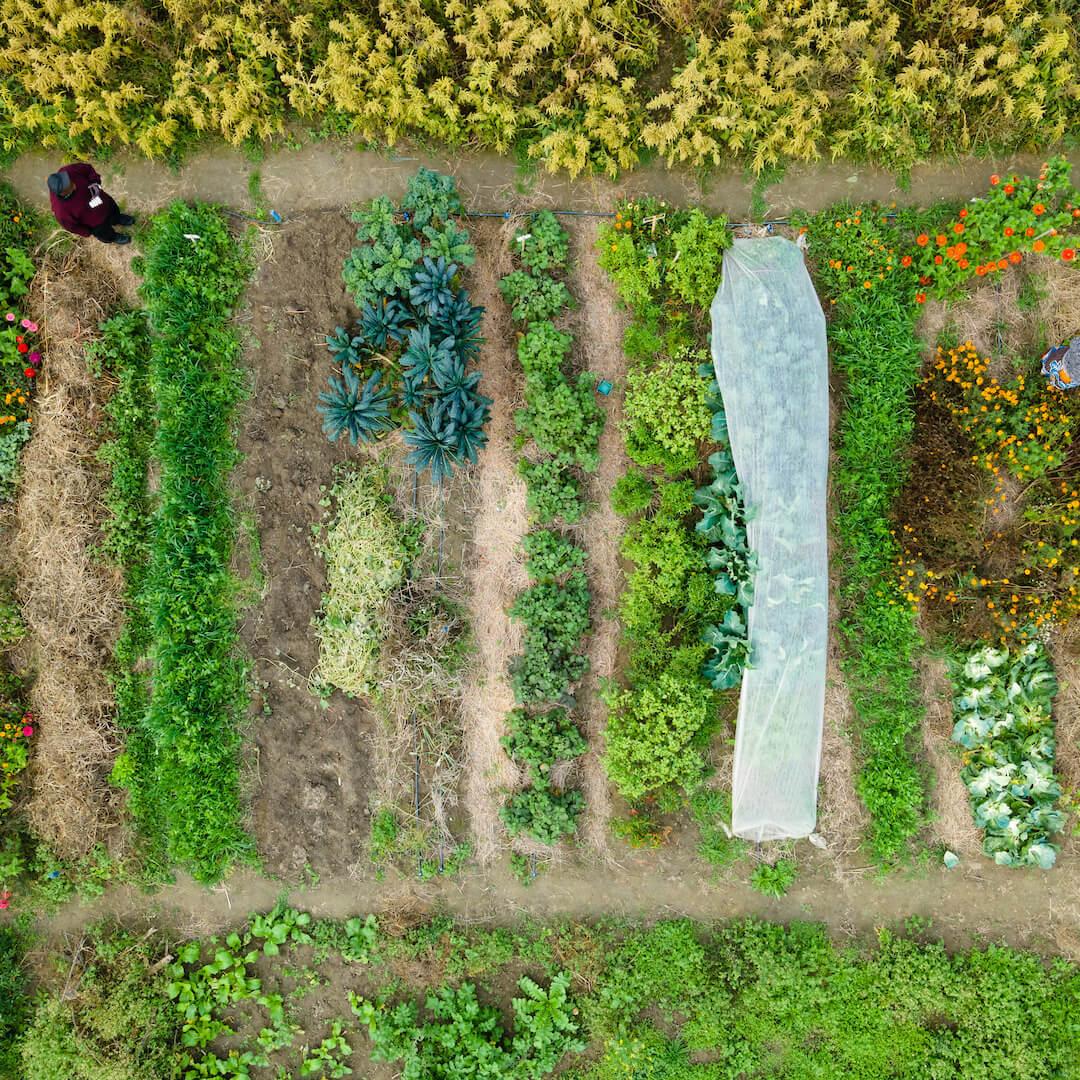 Vegetables growing