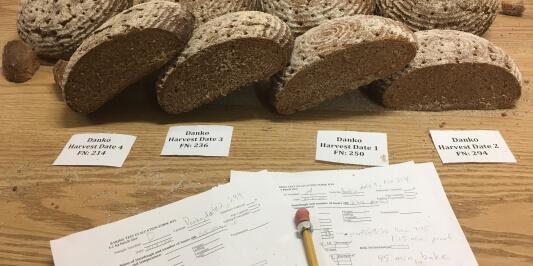 Bread