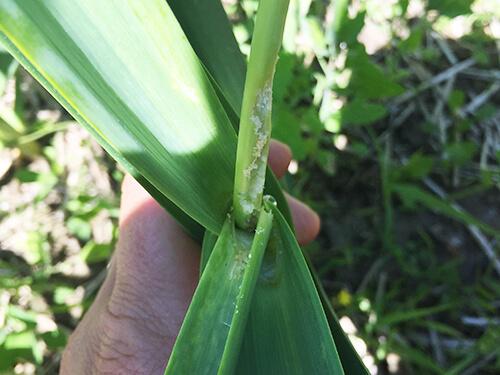 damage to garlic scape