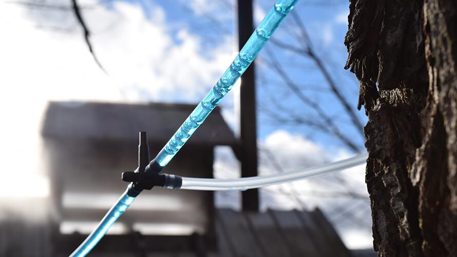 Maple sap lines coming out of a tree