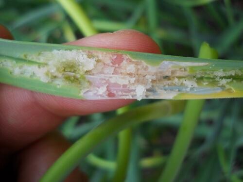 damage to garlic leaf