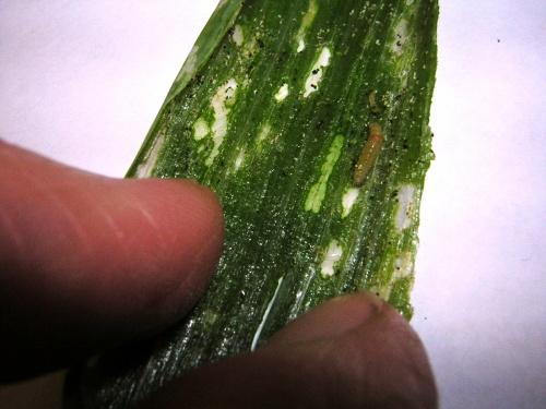 damage to onion with larvae visible