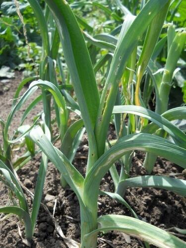 damage to leeks