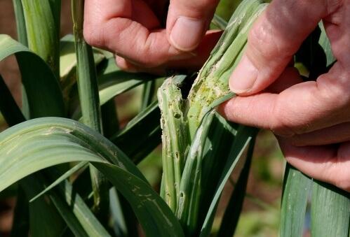 damage to leek