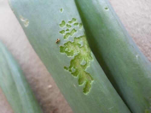 Leaves with feeding damage