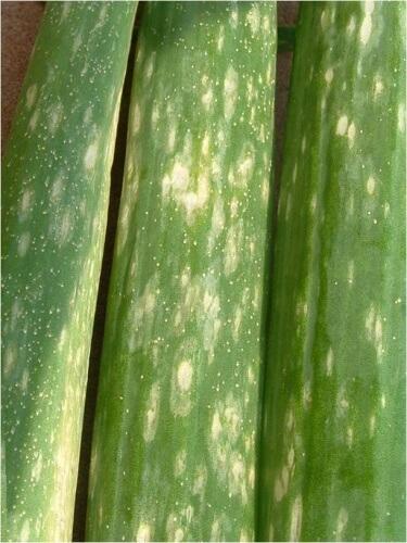 Botrytis on a leaf