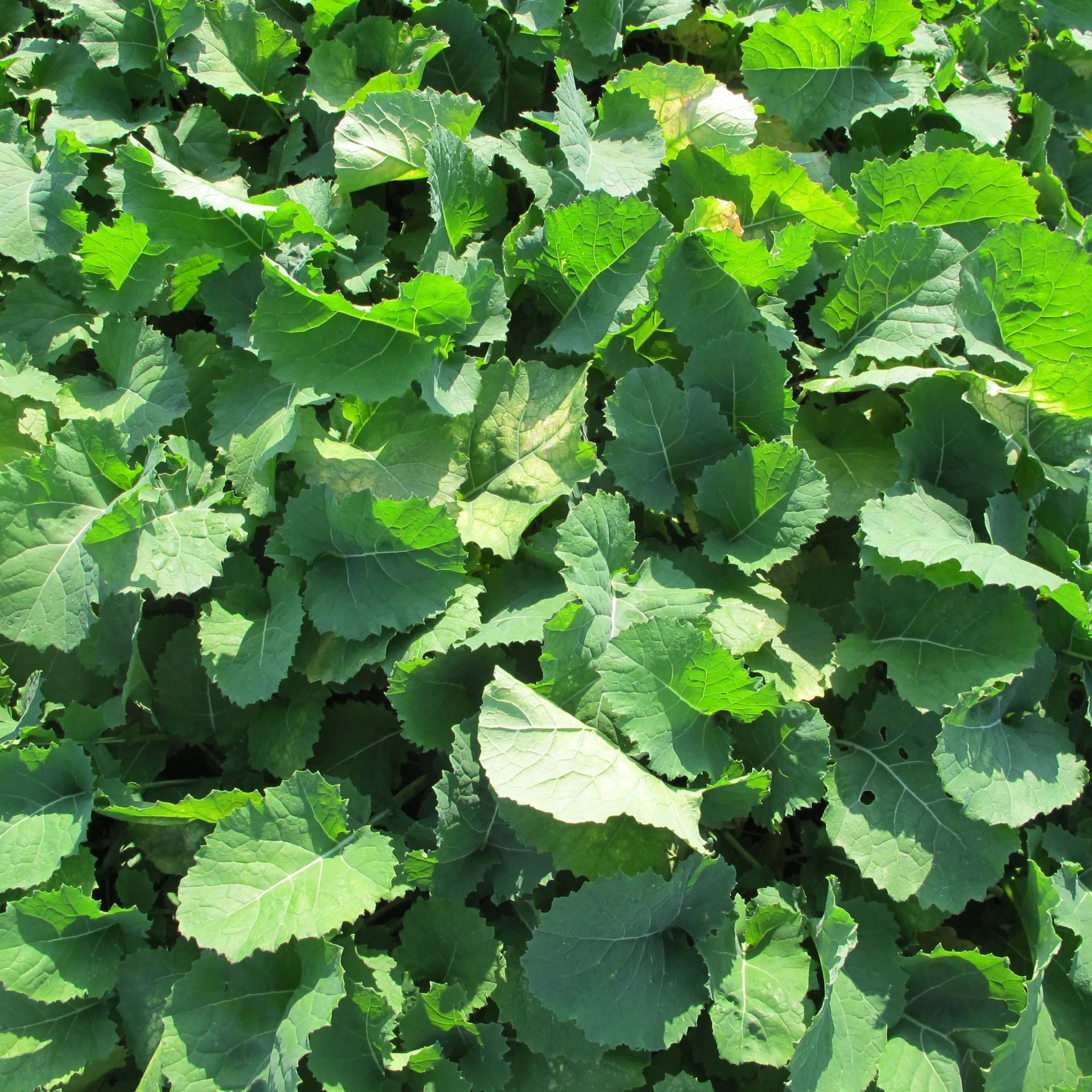 greenery on ground