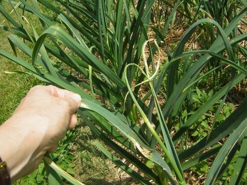garlic leaf damage