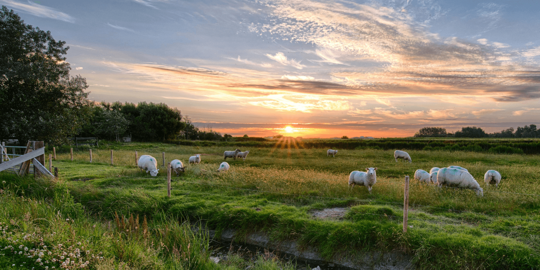Sheep farm in Vermont at sunset