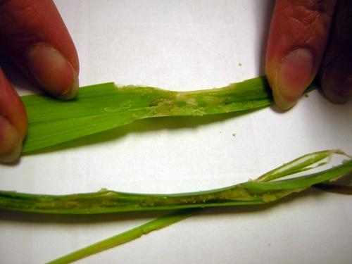larva on garlic leaf