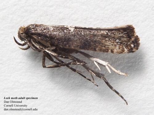 Leek Moth