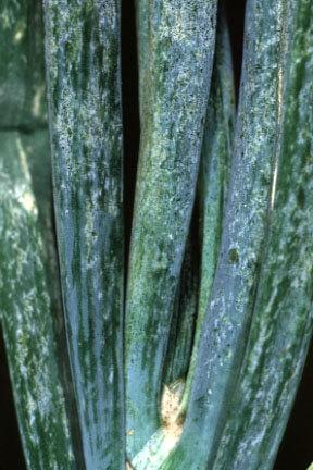 Onion thrips damage close-up