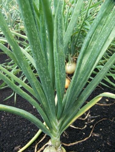 Onion thrips damage