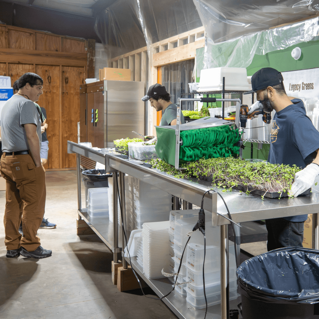 people feeding produce through a machine