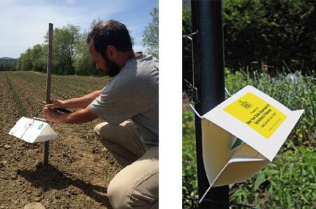 Pheromone Traps