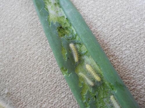 Salt marsh caterpillars on a leaf