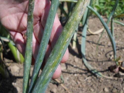 Shallots with windowpane damage
